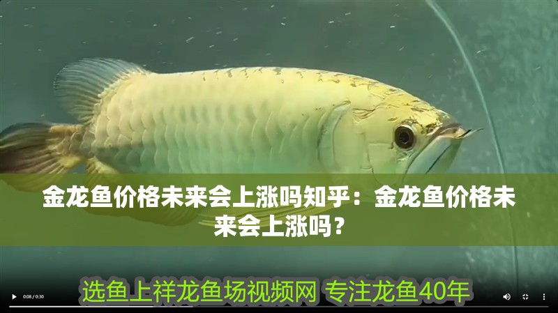 金龍魚價格未來會上漲嗎知乎：金龍魚價格未來會上漲嗎？