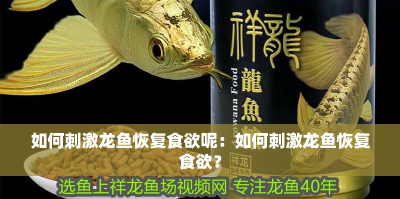 如何刺激龍魚(yú)恢復(fù)食欲呢：如何刺激龍魚(yú)恢復(fù)食欲？
