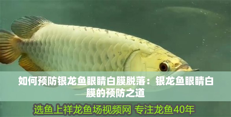 如何預(yù)防銀龍魚眼睛白膜脫落：銀龍魚眼睛白膜的預(yù)防之道