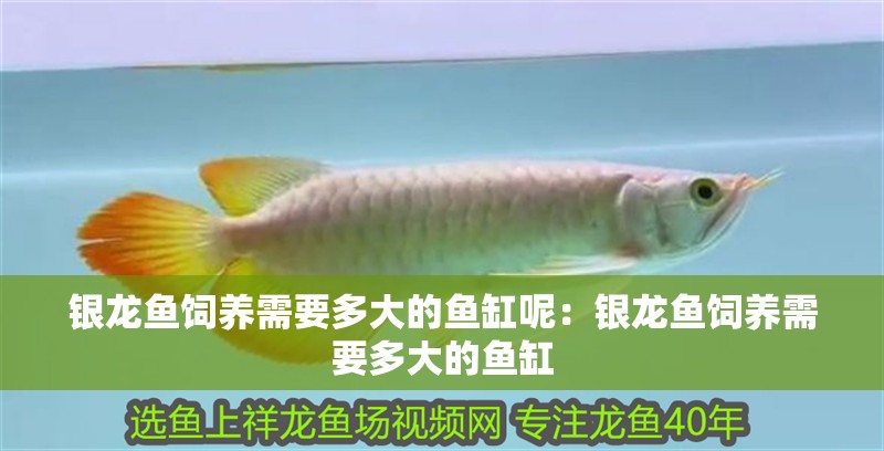 銀龍魚飼養(yǎng)需要多大的魚缸呢：銀龍魚飼養(yǎng)需要多大的魚缸