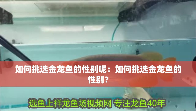 如何挑選金龍魚的性別呢：如何挑選金龍魚的性別？