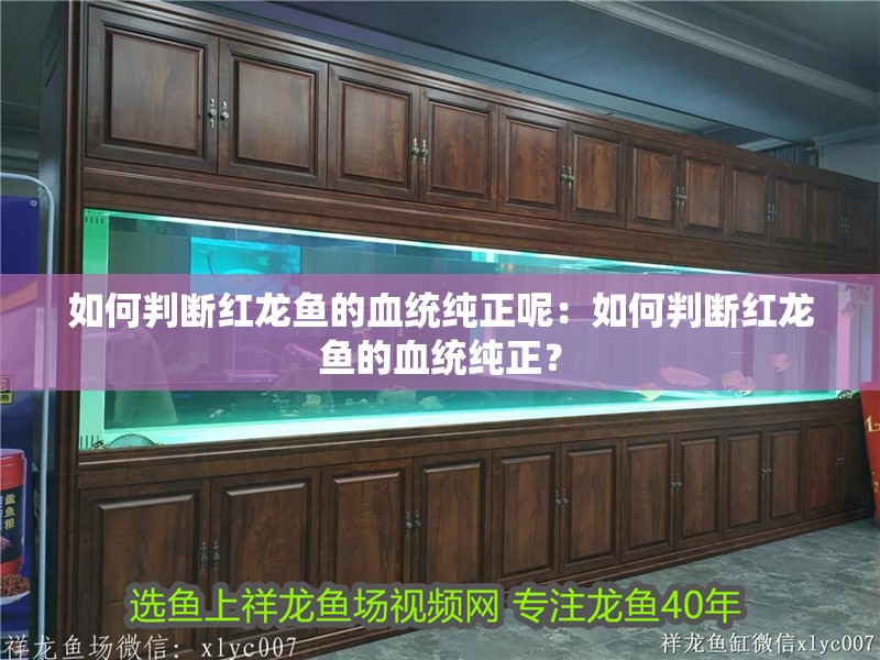 如何判斷紅龍魚的血統純正呢：如何判斷紅龍魚的血統純正？