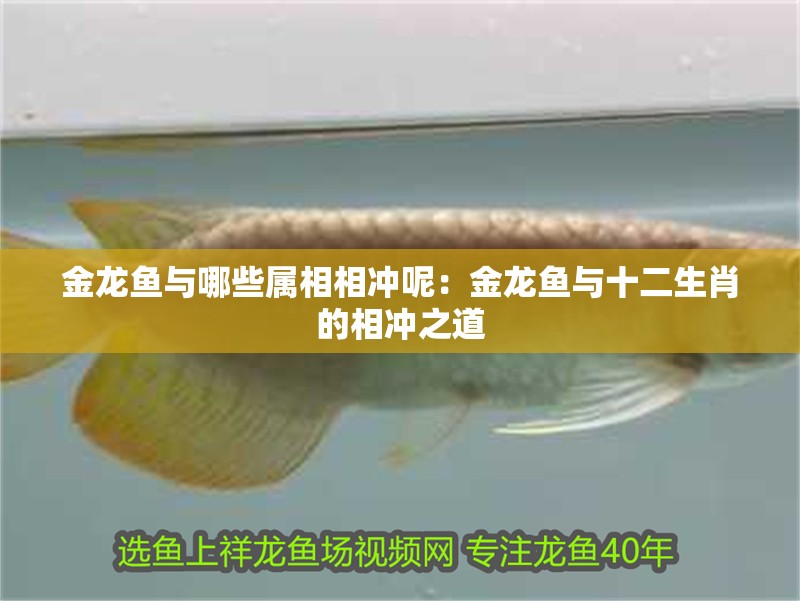 金龍魚與哪些屬相相沖呢：金龍魚與十二生肖的相沖之道 金龍魚與哪些屬相相沖呢：金龍魚與十二生肖的相沖之道 水族問答