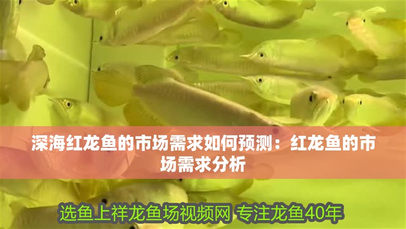 深海紅龍魚(yú)的市場(chǎng)需求如何預(yù)測(cè)：紅龍魚(yú)的市場(chǎng)需求分析