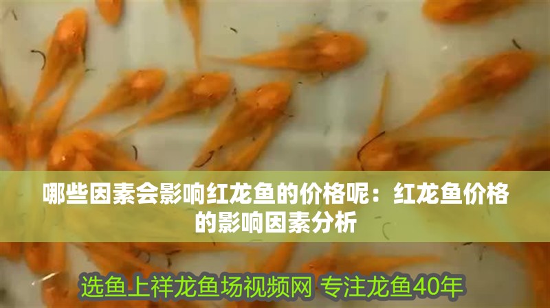 哪些因素會(huì)影響紅龍魚的價(jià)格呢：紅龍魚價(jià)格的影響因素分析