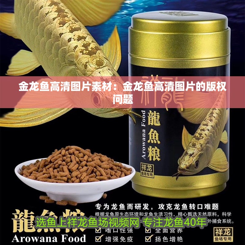 金龍魚高清圖片素材：金龍魚高清圖片的版權問題