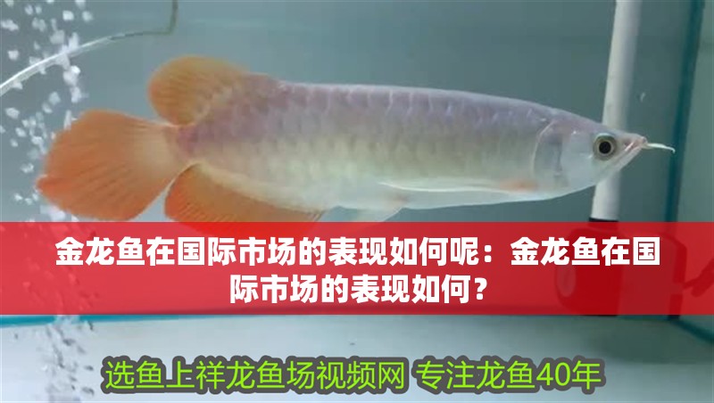 金龍魚在國際市場的表現如何呢：金龍魚在國際市場的表現如何？