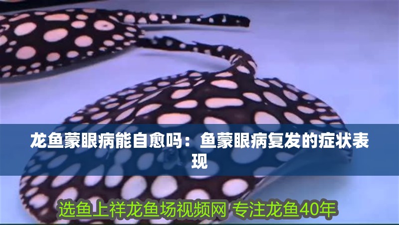 龍魚(yú)蒙眼病能自愈嗎：魚(yú)蒙眼病復(fù)發(fā)的癥狀表現(xiàn)