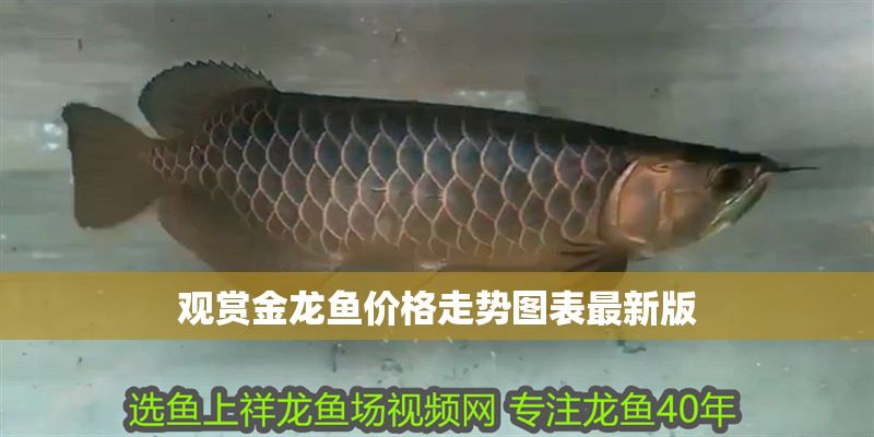 觀賞金龍魚價格走勢圖表最新版 觀賞金龍魚價格走勢圖表最新版 龍魚百科 第1張