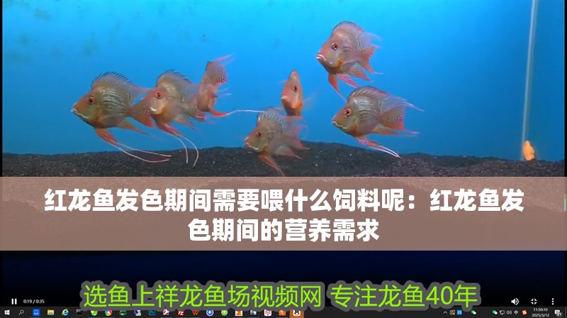 紅龍魚發色期間需要喂什么飼料呢：紅龍魚發色期間的營養需求