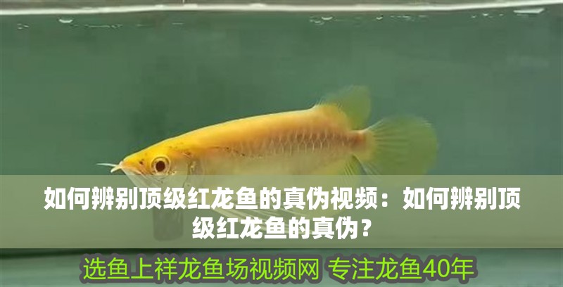 如何辨別頂級紅龍魚的真偽視頻：如何辨別頂級紅龍魚的真偽？