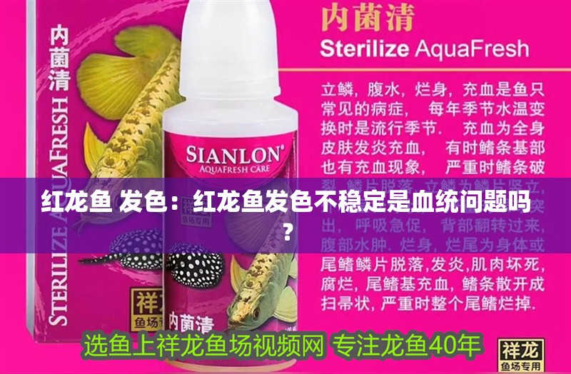 紅龍魚 發色：紅龍魚發色不穩定是血統問題嗎？