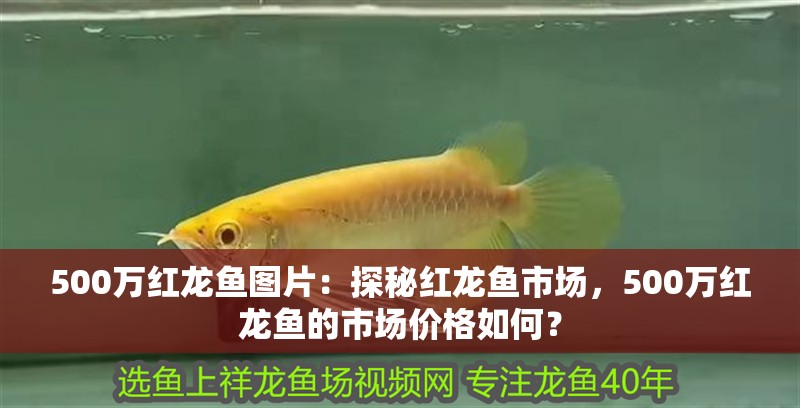 500萬紅龍魚圖片：探秘紅龍魚市場(chǎng)，500萬紅龍魚的市場(chǎng)價(jià)格如何？