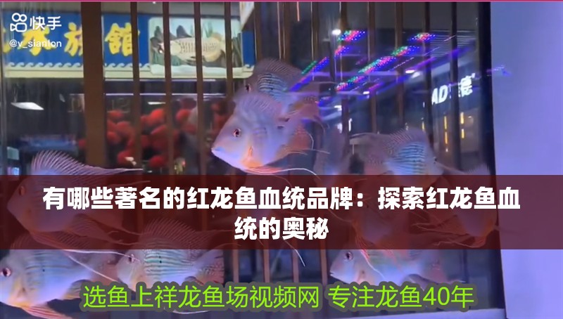 有哪些著名的紅龍魚血統品牌：探索紅龍魚血統的奧秘