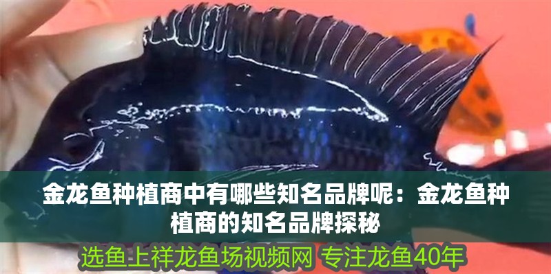 金龍魚種植商中有哪些知名品牌呢：金龍魚種植商的知名品牌探秘