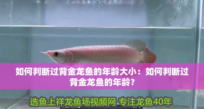 如何判斷過背金龍魚的年齡大小：如何判斷過背金龍魚的年齡？
