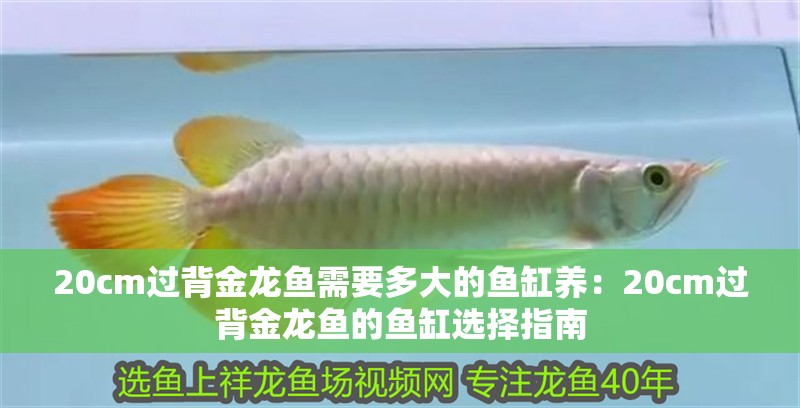 20cm過背金龍魚需要多大的魚缸養(yǎng)：20cm過背金龍魚的魚缸選擇指南