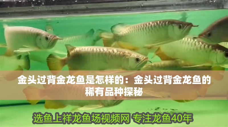 金頭過背金龍魚是怎樣的：金頭過背金龍魚的稀有品種探秘