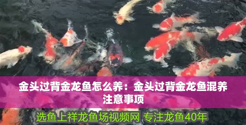 金頭過背金龍魚怎么養(yǎng)：金頭過背金龍魚混養(yǎng)注意事項