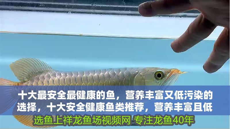 十大最安全最健康的魚，營養豐富又低污染的選擇，十<strong><mark>大安</mark></strong>全健康魚類推薦，營養豐富且低污染的優質選擇