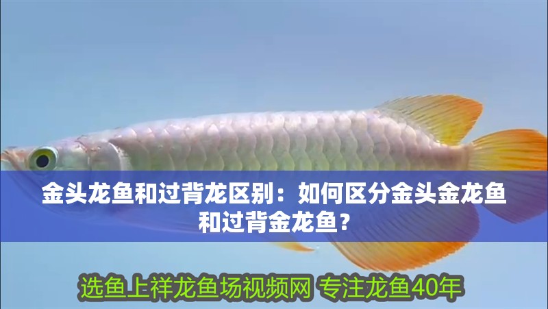 金頭龍魚和過背龍區(qū)別：如何區(qū)分金頭金龍魚和過背金龍魚？