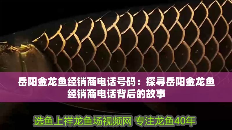 岳陽金龍魚經(jīng)銷商電話號碼：探尋岳陽金龍魚經(jīng)銷商電話背后的故事