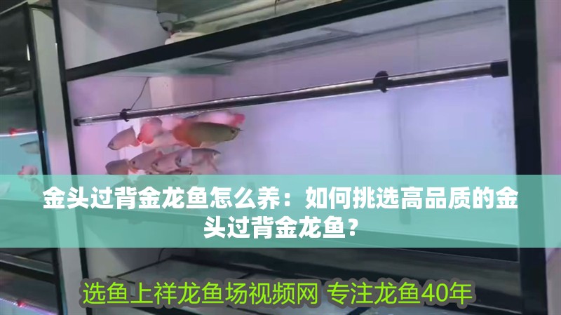 金頭過背金龍魚怎么養：如何挑選高品質的金頭過背金龍魚？
