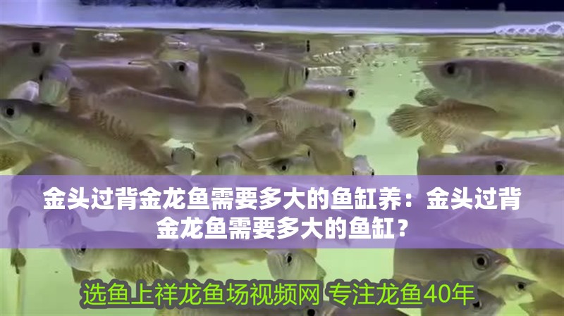 金頭過背金龍魚需要多大的魚缸養(yǎng)：金頭過背金龍魚需要多大的魚缸？