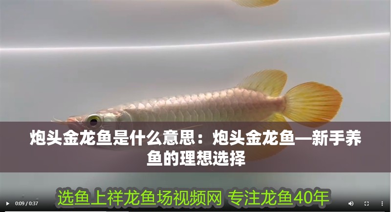 炮頭金龍魚是什么意思：炮頭金龍魚—新手養魚的理想選擇 炮頭金龍魚是什么意思：炮頭金龍魚—新手養魚的理想選擇 水族問答