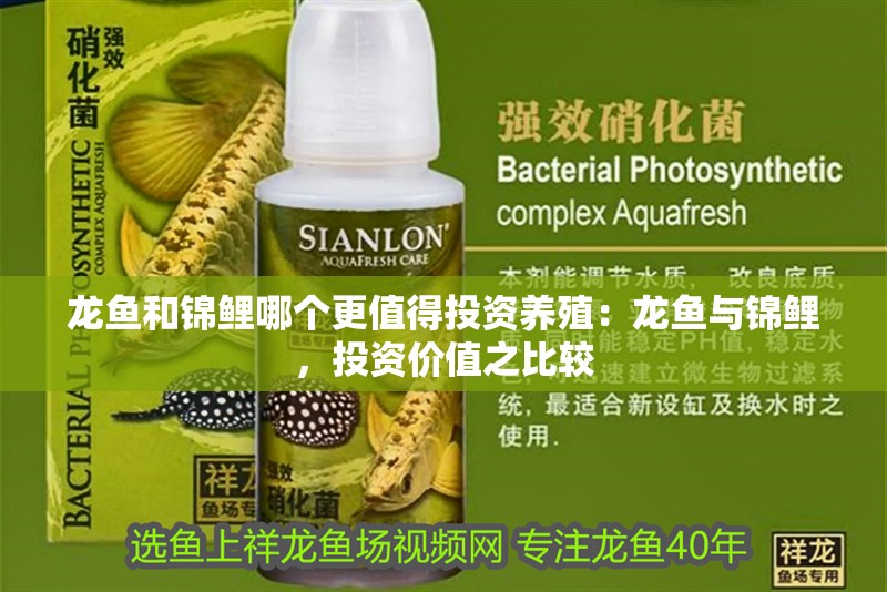 龍魚和錦鯉哪個更值得投資養殖：龍魚與錦鯉，投資價值之比較