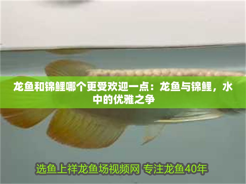 龍魚和錦鯉哪個更受歡迎一點：龍魚與錦鯉，水中的優(yōu)雅之爭