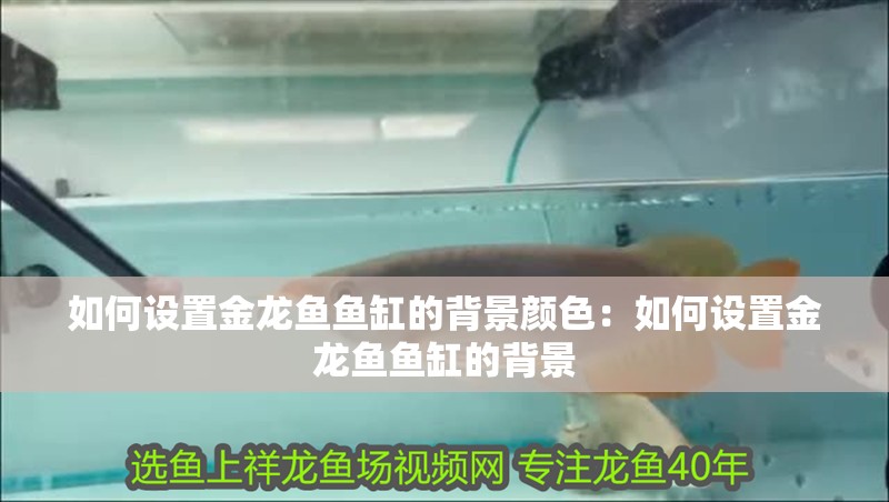 如何設(shè)置金龍魚魚缸的背景顏色：如何設(shè)置金龍魚魚缸的背景