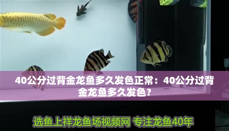 40公分過背金龍魚多久發色正常：40公分過背金龍魚多久發色？