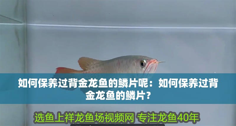 如何保養過背金龍魚的鱗片呢：如何保養過背金龍魚的鱗片？