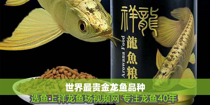 世界最貴金龍魚(yú)品種