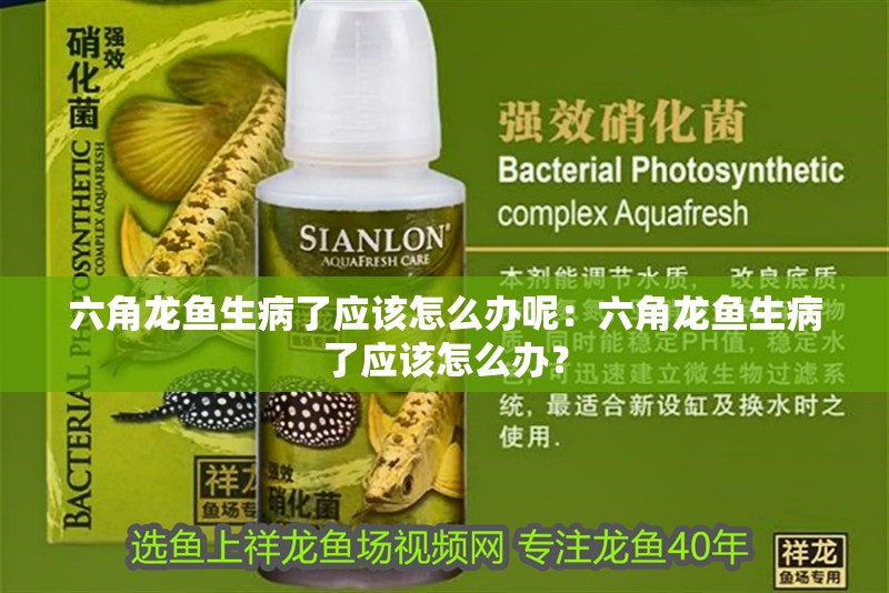六角龍魚生病了應該怎么辦呢：六角龍魚生病了應該怎么辦？