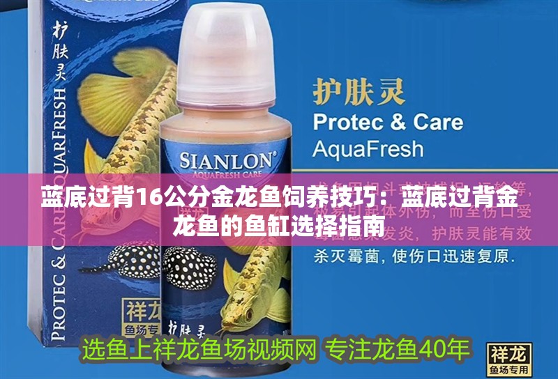 龍魚干蝦有營養嗎 藍底過背16公分金龍魚飼養技巧:藍底過背金龍魚的魚缸選擇指南 水族問答 藍底過背16公分金龍魚飼養技巧:藍底過背金龍魚的魚缸選擇指南 藍底過背16公分金龍魚飼養技巧:藍底過背金龍魚的魚缸選擇指南 水族問答