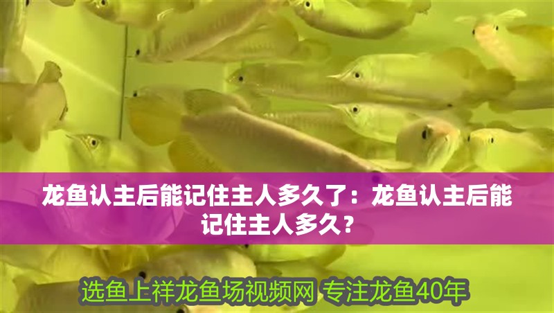 龍魚認(rèn)主后能記住主人多久了：龍魚認(rèn)主后能記住主人多久？