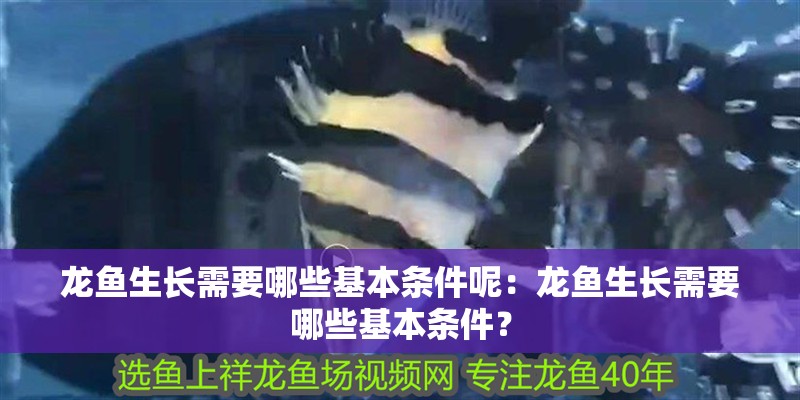 龍魚生長需要哪些基本條件呢：龍魚生長需要哪些基本條件？