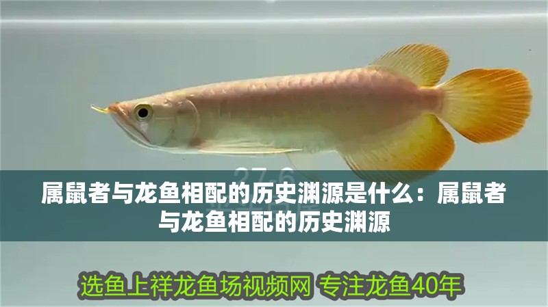 屬鼠者與龍魚相配的歷史淵源是什么：屬鼠者與龍魚相配的歷史淵源