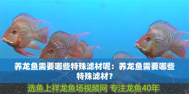 養龍魚需要哪些特殊濾材呢：養龍魚需要哪些特殊濾材？