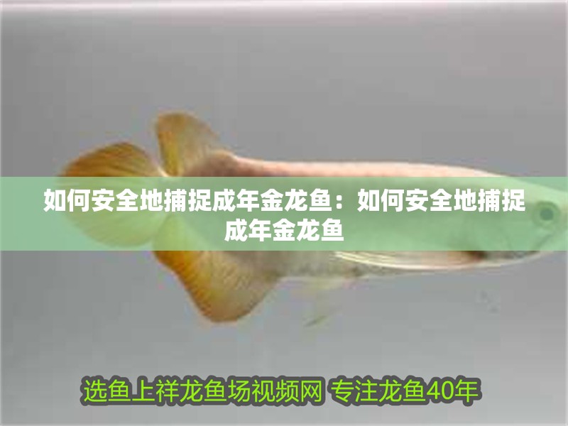 如何安全地捕捉成年金龍魚：如何安全地捕捉成年金龍魚