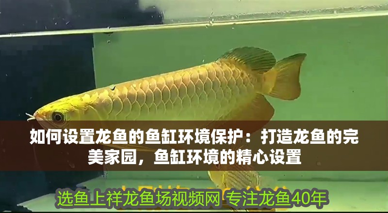 如何設(shè)置龍魚的魚缸環(huán)境保護：打造龍魚的完美家園，魚缸環(huán)境的精心設(shè)置