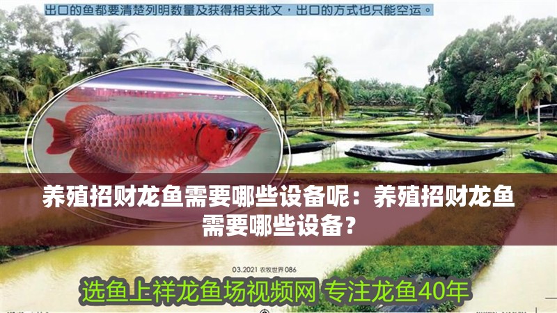 養殖招財龍魚需要哪些設備呢：養殖招財龍魚需要哪些設備？