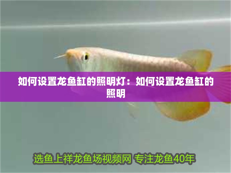 如何設(shè)置龍魚(yú)缸的照明燈：如何設(shè)置龍魚(yú)缸的照明