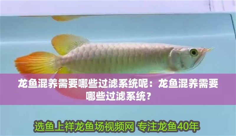 龍魚混養需要哪些過濾系統呢：龍魚混養需要哪些過濾系統？