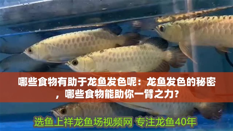 哪些食物有助于龍魚發色呢：龍魚發色的秘密，哪些食物能助你一臂之力？
