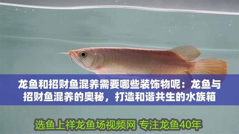 龍魚和招財魚混養(yǎng)需要哪些裝飾物呢：龍魚與招財魚混養(yǎng)的奧秘，打造和諧共生的水族箱