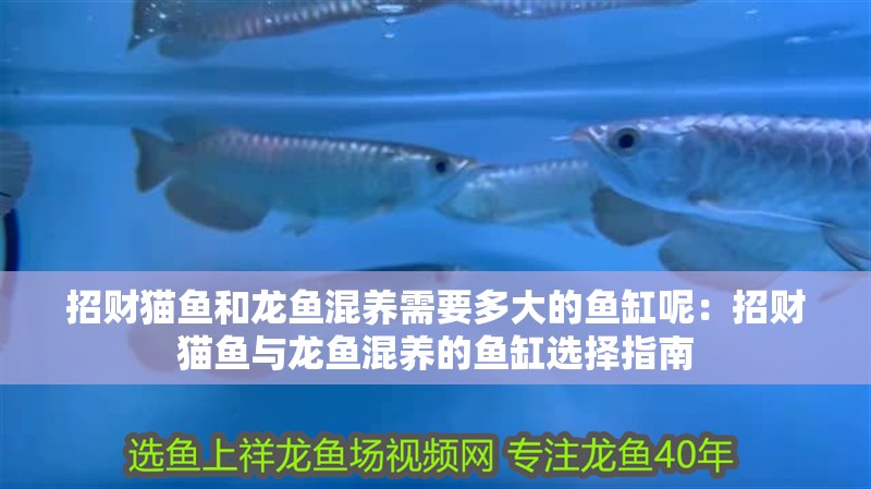 招財(cái)貓魚和龍魚混養(yǎng)需要多大的魚缸呢：招財(cái)貓魚與龍魚混養(yǎng)的魚缸選擇指南