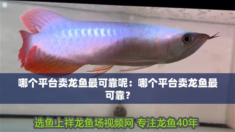 哪個平臺賣龍魚最可靠呢：哪個平臺賣龍魚最可靠？